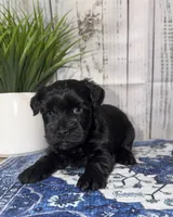Hope, a female Miniature Schnauzer for sale in Lufkin, TX – 2 of 2