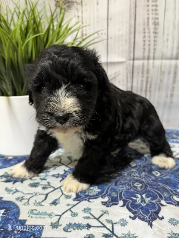 Jet – Miniature Schnauzer puppy for sale in Lufkin, TX