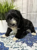 Jet, a male Miniature Schnauzer for sale in Lufkin, TX – 2 of 10