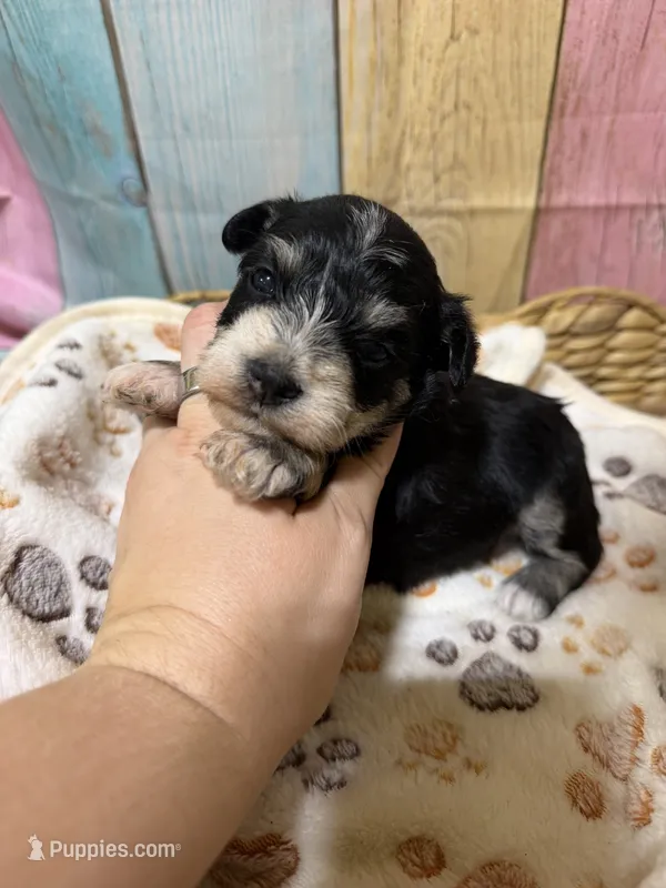 Willadeen – Miniature Schnauzer puppy for sale in Lufkin, TX