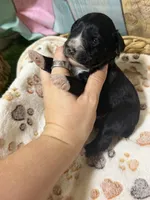 Jet, a male Miniature Schnauzer for sale in Lufkin, TX – 8 of 10