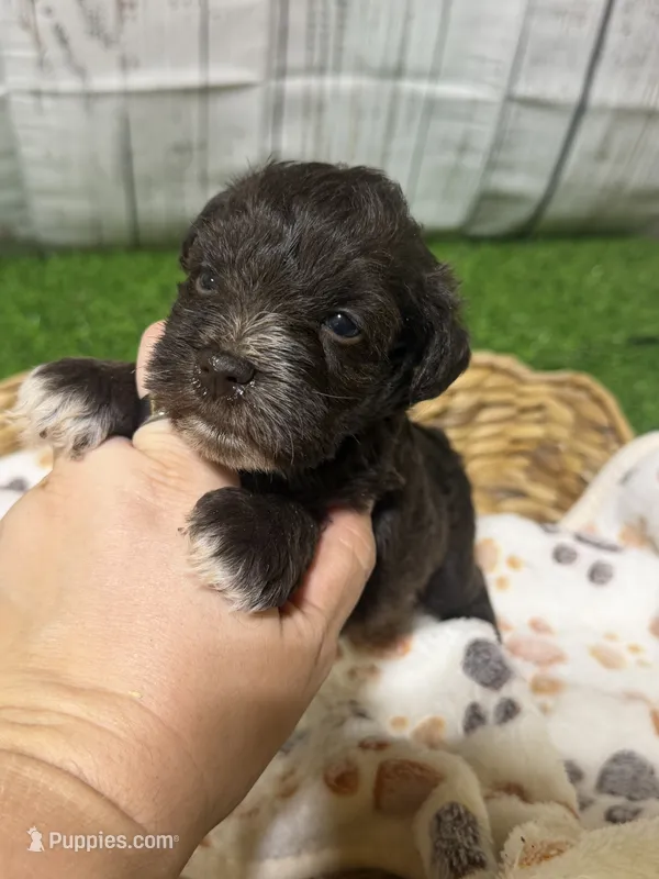 Porter – Miniature Schnauzer puppy for sale in Lufkin, TX