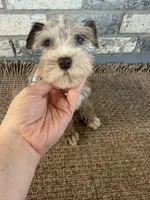 Gi-gi, a female Miniature Schnauzer for sale in Lufkin, TX – 3 of 4