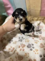 Shadow, a male Miniature Schnauzer for sale in Lufkin, TX – 3 of 9