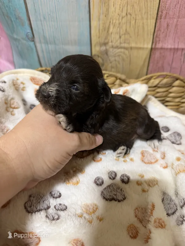 Porter – Miniature Schnauzer puppy for sale in Lufkin, TX