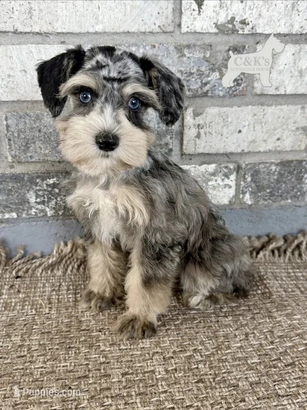 Stormi – Miniature Schnauzer puppy for sale in Lufkin, TX