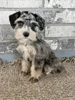 Stormi, a female Miniature Schnauzer for sale in Lufkin, TX – 1 of 4