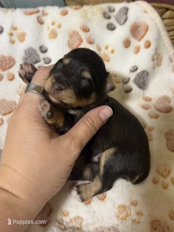 Jack – Miniature Schnauzer puppy for sale in Lufkin, TX