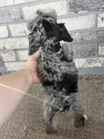 Stormi, a female Miniature Schnauzer for sale in Lufkin, TX – 4 of 4