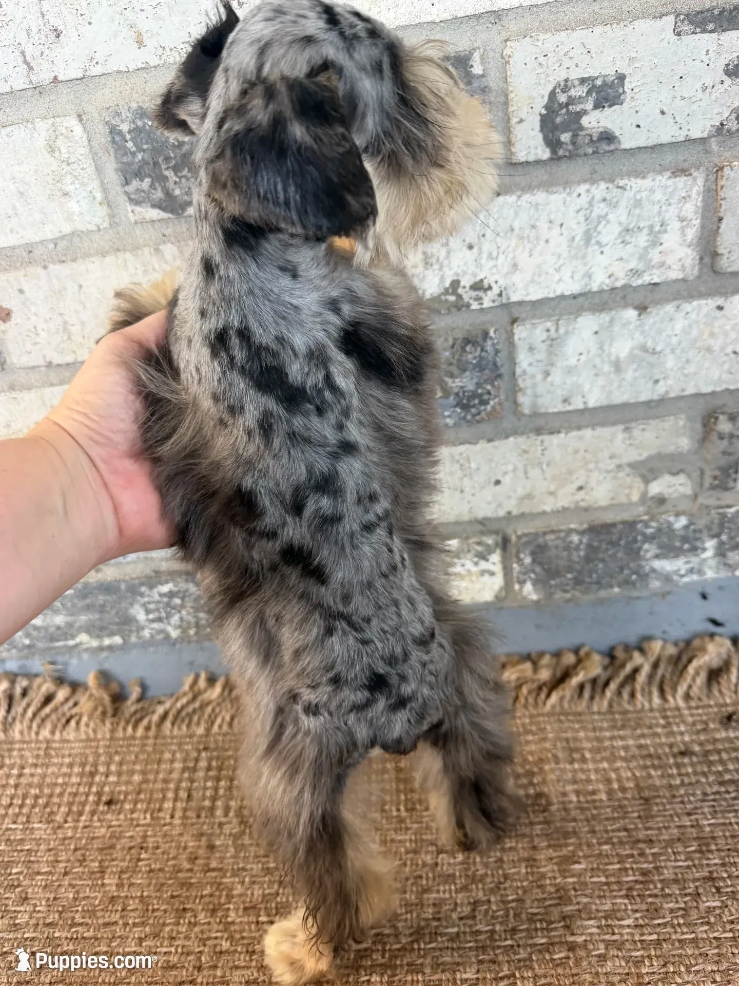 Loki, a male Miniature Schnauzer for sale in Lufkin, TX – 3 of 4