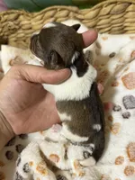 Joker, a male Miniature Schnauzer for sale in Lufkin, TX – 2 of 2