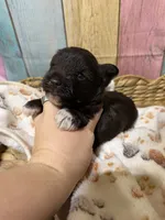 Benton, a male Miniature Schnauzer for sale in Lufkin, TX – 5 of 8