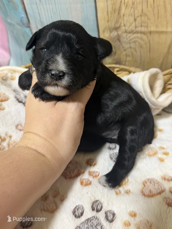 Raven – Miniature Schnauzer puppy for sale in Lufkin, TX