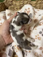 Queenie, a female Miniature Schnauzer for sale in Lufkin, TX – 3 of 3