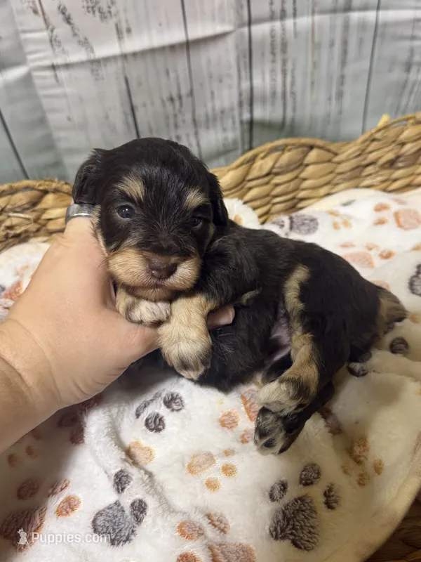 Jack – Miniature Schnauzer puppy for sale in Lufkin, TX