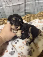 Jack, a male Miniature Schnauzer for sale in Lufkin, TX – 3 of 9