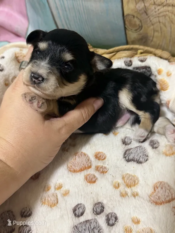 Shadow – Miniature Schnauzer puppy for sale in Lufkin, TX