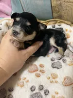 Shadow, a male Miniature Schnauzer for sale in Lufkin, TX – 4 of 9