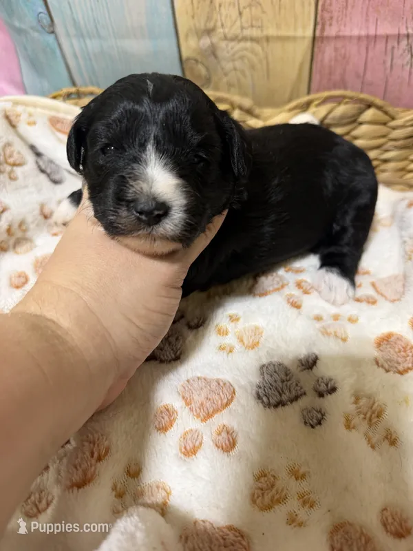 Jet – Miniature Schnauzer puppy for sale in Lufkin, TX