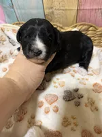 Jet, a male Miniature Schnauzer for sale in Lufkin, TX – 4 of 10