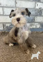 Gi-gi, a female Miniature Schnauzer for sale in Lufkin, TX – 2 of 4
