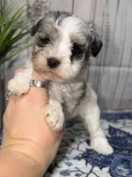Liberty “Libby” , a female Miniature Schnauzer for sale in Lufkin, TX – 1 of 4