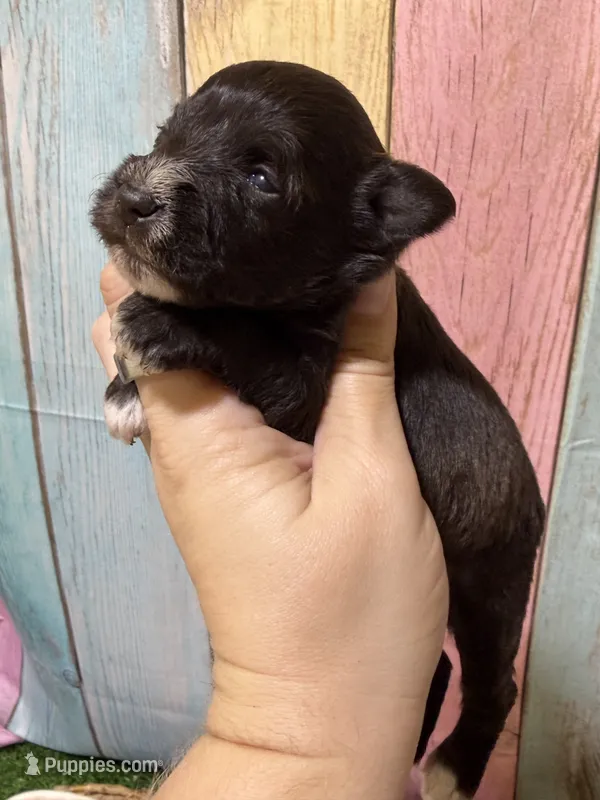Porter – Miniature Schnauzer puppy for sale in Lufkin, TX
