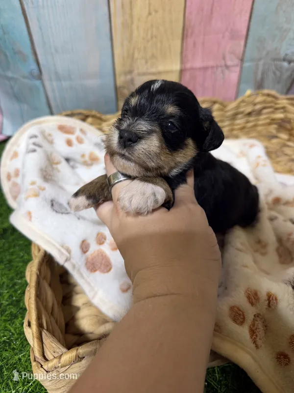 Jolene – Miniature Schnauzer puppy for sale in Lufkin, TX