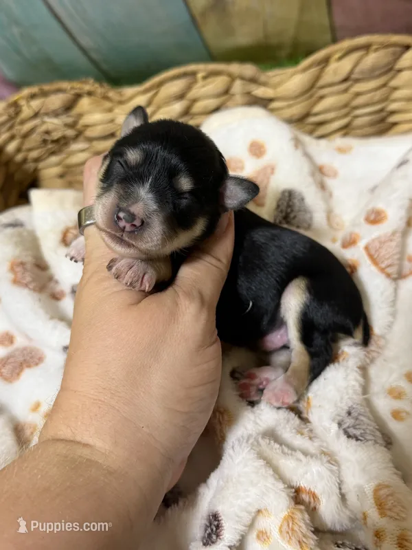Shadow – Miniature Schnauzer puppy for sale in Lufkin, TX