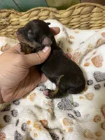 Jack, a male Miniature Schnauzer for sale in Lufkin, TX – 3 of 3