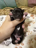 Carl Dean, a male Miniature Schnauzer for sale in Lufkin, TX – 2 of 3