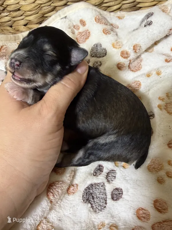 Salem – Miniature Schnauzer puppy for sale in Lufkin, TX