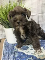 Benton, a male Miniature Schnauzer for sale in Lufkin, TX – 1 of 8