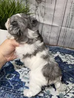 Independence “Indie”, a female Miniature Schnauzer for sale in Lufkin, TX – 3 of 3