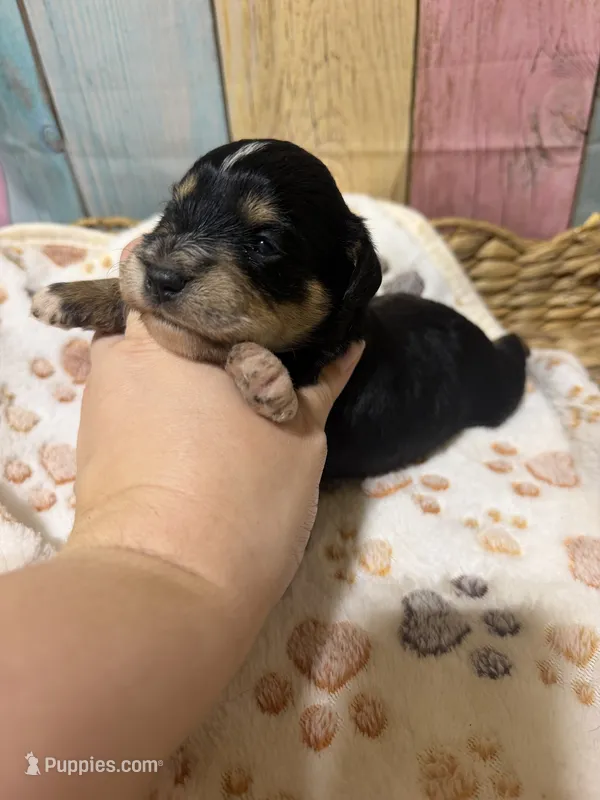 Jolene – Miniature Schnauzer puppy for sale in Lufkin, TX
