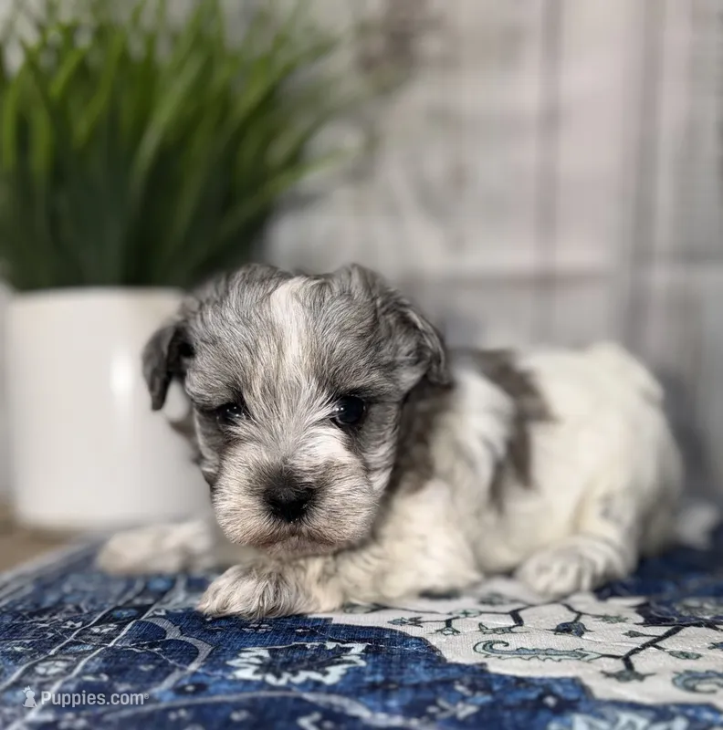 Independence “Indie” – Miniature Schnauzer puppy for sale in Lufkin, TX