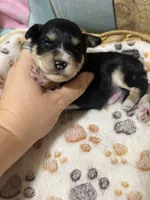 Shadow, a male Miniature Schnauzer for sale in Lufkin, TX – 6 of 9