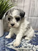 Liberty “Libby” , a female Miniature Schnauzer for sale in Lufkin, TX – 4 of 4