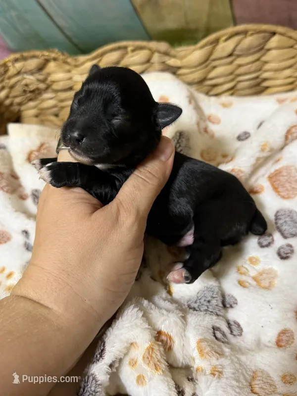 Onyx – Miniature Schnauzer puppy for sale in Lufkin, TX