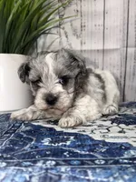 Independence “Indie”, a female Miniature Schnauzer for sale in Lufkin, TX – 2 of 3