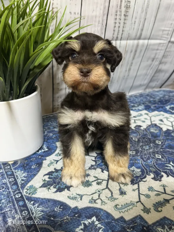 Jack – Miniature Schnauzer puppy for sale in Lufkin, TX