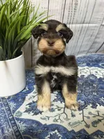 Jack, a male Miniature Schnauzer for sale in Lufkin, TX – 1 of 9