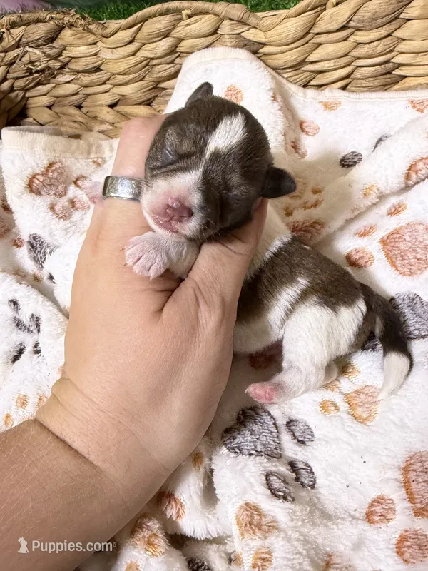 Joker – Miniature Schnauzer puppy for sale in Lufkin, TX
