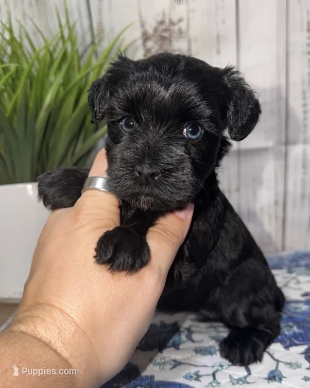 Hope – Miniature Schnauzer puppy for sale in Lufkin, TX