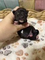 Carl Dean, a male Miniature Schnauzer for sale in Lufkin, TX – 3 of 3