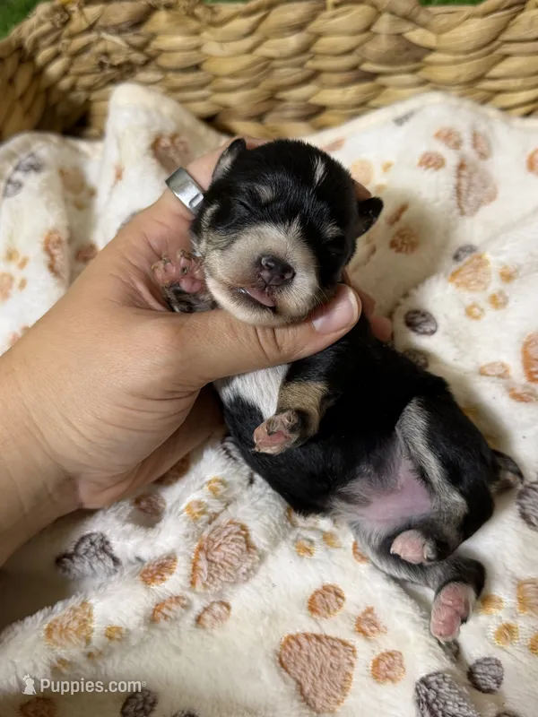 Willadeen – Miniature Schnauzer puppy for sale in Lufkin, TX