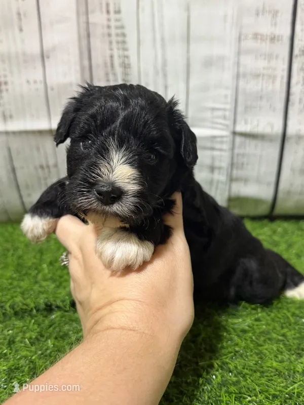 Jet – Miniature Schnauzer puppy for sale in Lufkin, TX