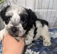Freedom “Freddie”, a male Miniature Schnauzer for sale in Lufkin, TX – 2 of 3
