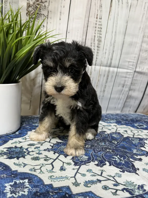 Willadeen – Miniature Schnauzer puppy for sale in Lufkin, TX