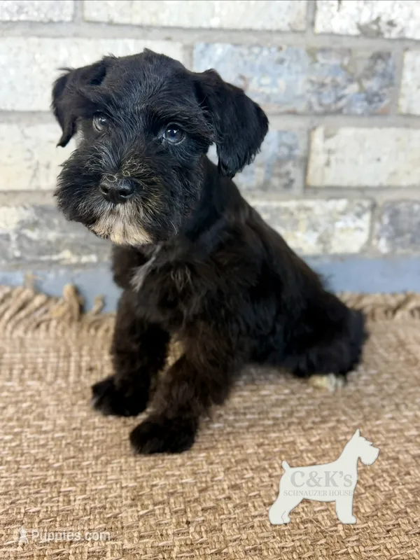 Thor – Miniature Schnauzer puppy for sale in Lufkin, TX